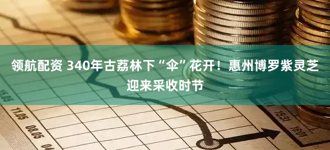 领航配资 340年古荔林下“伞”花开！惠州博罗紫灵芝迎来采收时节